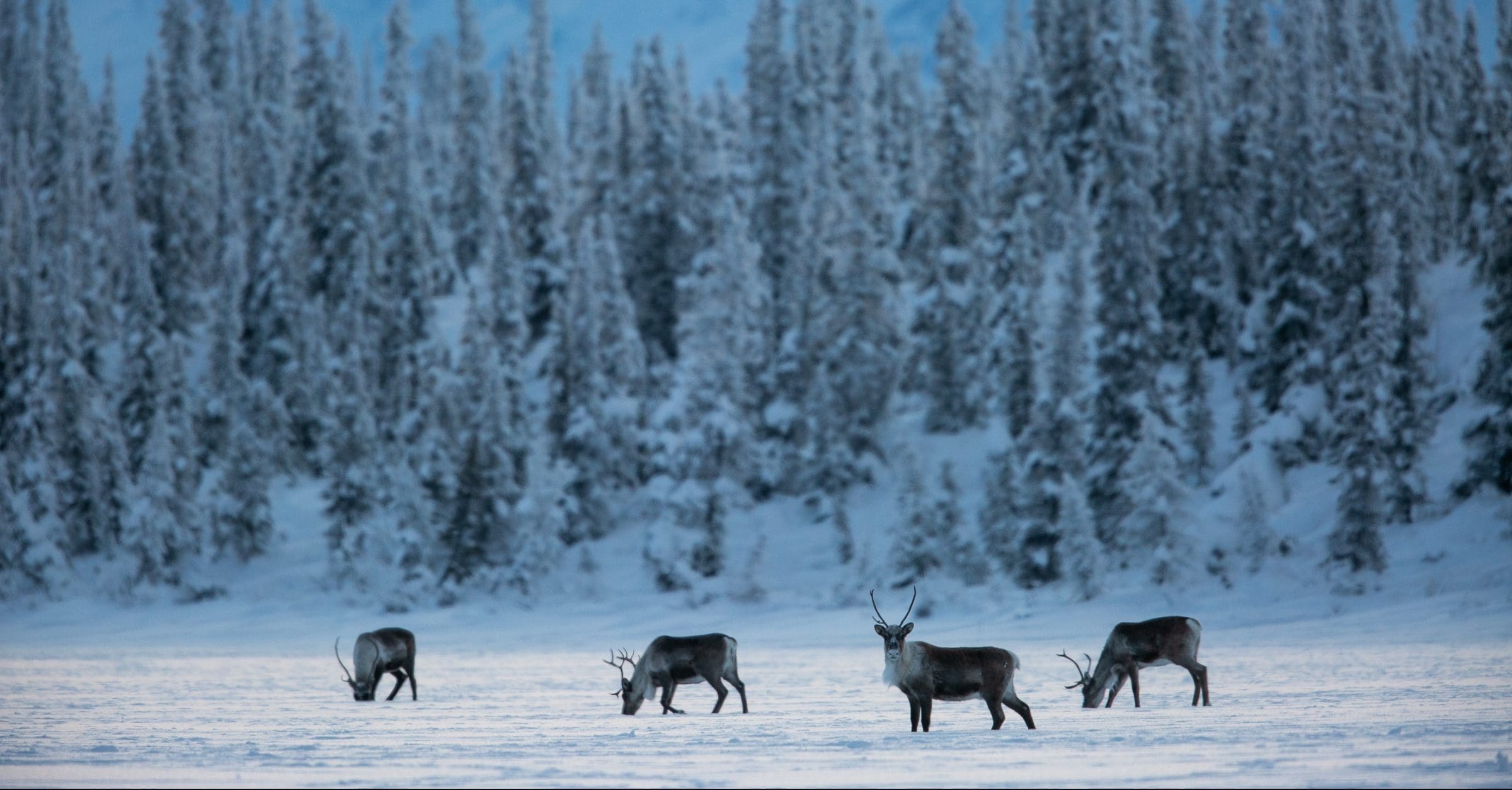 Caribou on snow