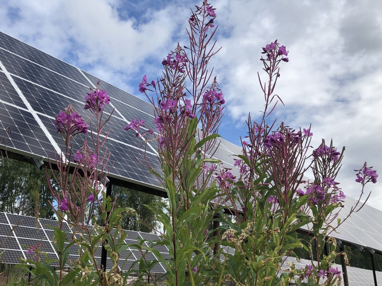 Fireweed grows in front of solar panels