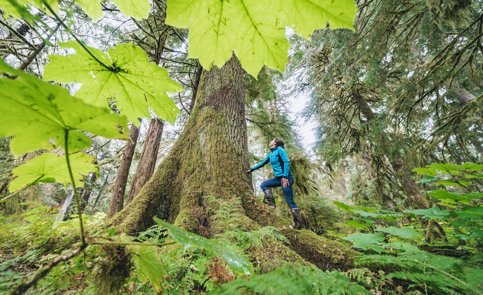 The Tongass Initiative | Alaska Venture Fund